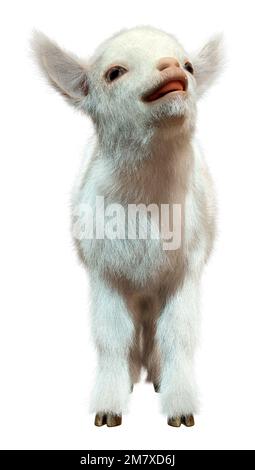 3D rendering of a white baby goat isolated on white background Stock Photo