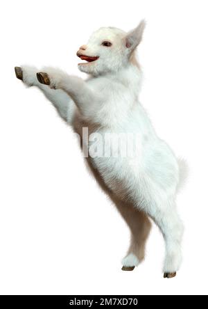 3D rendering of a white baby goat isolated on white background Stock Photo