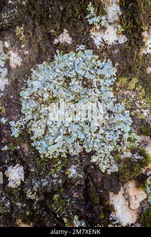 Netted Shield Lichen, Parmelia sulcata, on tree trunk. Gloucestershire, England, UK. Stock Photo