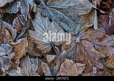 Frost on dead leaves. Stock Photo
