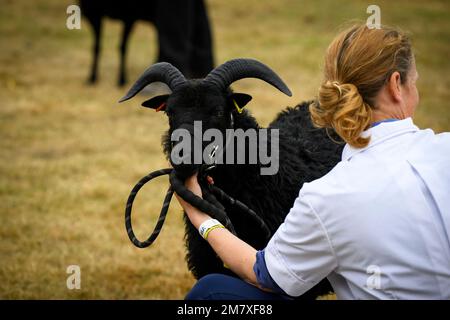 Hebridean sheep breed judged in ring (horned farm animal, pair of horns, ewe, ram) held by woman farmer - Great Yorkshire Show, Harrogate, England UK. Stock Photo