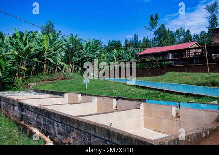 Kenyan Green Houses Farm Coffee Processing Industry Landscapes Stock Photo