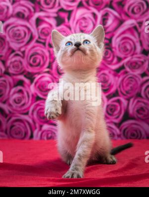 Little snow bengal kitten raised its paw looking up Stock Photo