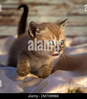 Small snowy bengal kitten with blue eyes meows Stock Photo