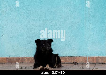 Portrait of big black shaggy dog on background of azure wall in openair Stock Photo