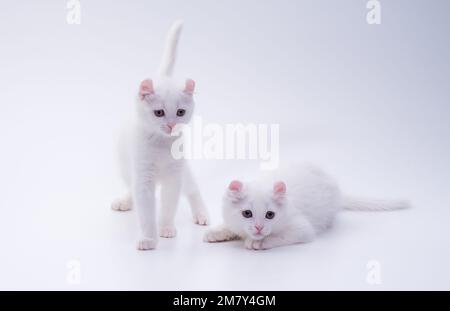 Two snow white kittens of the American Curl breed are playing on a white background in the studio. Front view Stock Photo