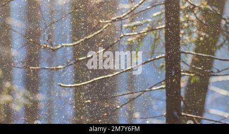 Winter landscape with falling snow, defocused background Stock Photo
