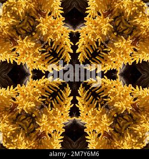Kaleidoscope of a plant Stock Photo