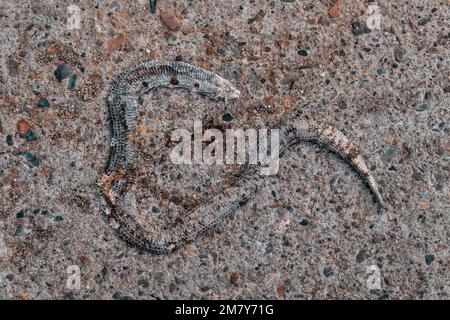 Snake slough skin on a concrete surface, close up. Stock Photo