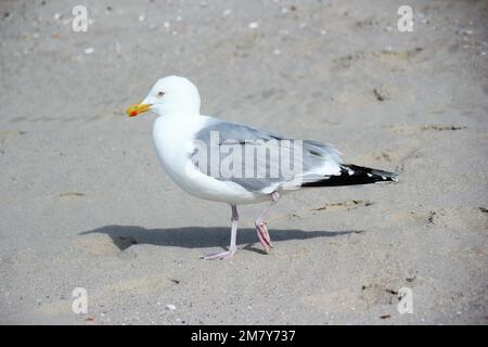 a single seagull on the beach Stock Photo