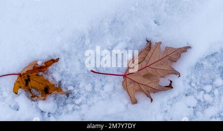Two dry autumn maple leaves with red veins close-up on white snow Stock Photo