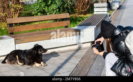 Girl photographer taking pictures on a camera of large shaggy black dog in park on sunny day. Ukraine, Zhytomyr, November 12, 2022 Stock Photo