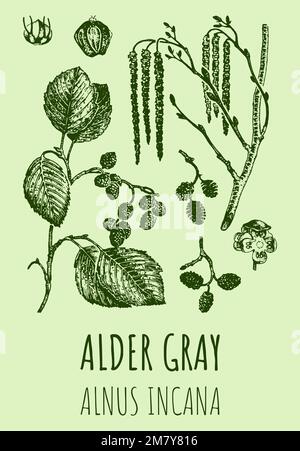 Drawings of Alder gray. Hand drawn illustration. Latin name ALNUS INCANA. Stock Photo