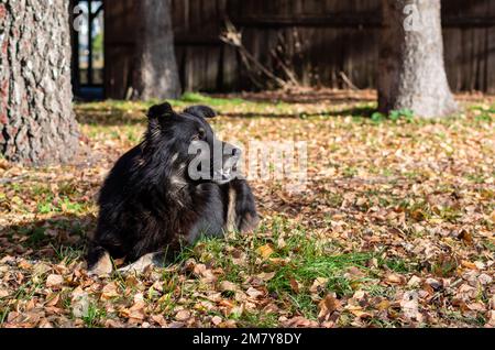 Portrait of big black shaggy dog on background of yellow dry fallen leaves in sunny day Stock Photo