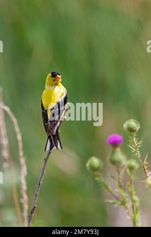 A goldfinch turn backwards looking at a patch of purple spear thistle Stock Photo