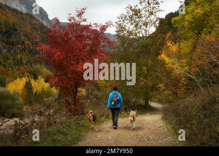 Woman with two dogs walking through Ordesa National Park in autumn Stock Photo