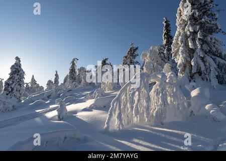 Finnish Lapland view in wintertime with fresh snow on pine trees. Stock Photo