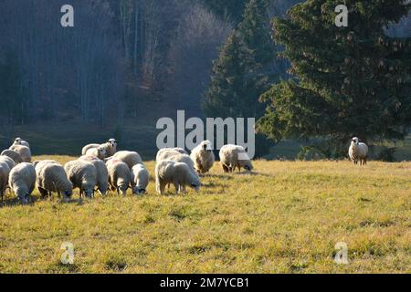 Flock of sheep while hiking through Tara mountain national park, Serbia. Stock Photo
