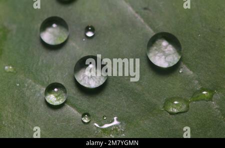 A macro shot of large beautiful drops of transparent rainwater on a green leaf Stock Photo