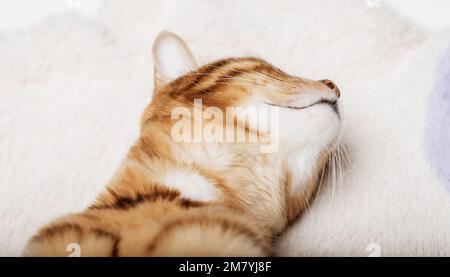 A cute red cat sleeps sweetly on a soft blanket. Stock Photo