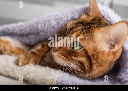 A cute cat wrapped in a knitted sweater lies at home. Warm and cozy winter. Stock Photo