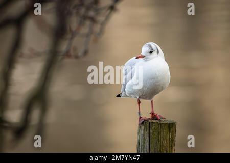 The black-headed gull with red beak and legs, an adult, standing on a wooden pole. Blurry brown water and a branch in the background. Stock Photo