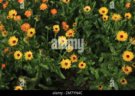 Bright orange calendula flowers (Calendula officinalis, pot marigold, ruddles). Natural floral background Stock Photo