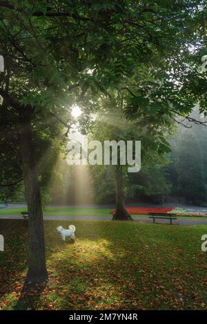 Beautiful small white dog spotted alone walking in a park with sunrays shining through leafy trees on a grey misty autumn morning. Stock Photo