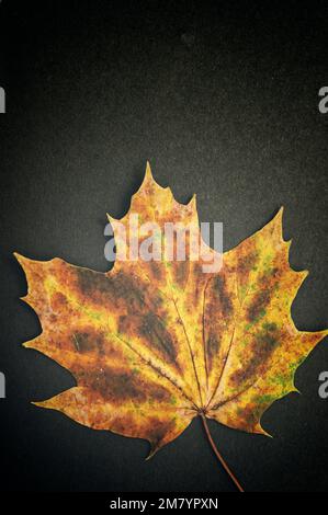 fallen autumn maple leaf Stock Photo