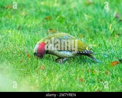 A Green Woodpecker, Picus viridis, feeding on ants in a garden lawn in Quorn, Loughborough, Leicestershire, UK. Stock Photo