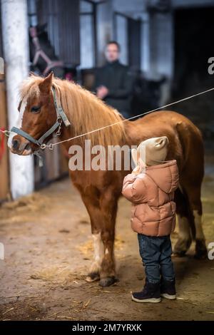 Horse care inside the stable before the ride. Little cute girl and pony. Stock Photo