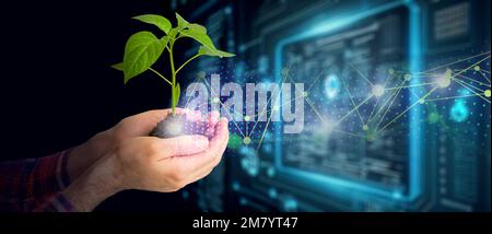 Agricultural technologies for growing plants and scientific research in the field of biology and chemistry of nature. Living green sprout in the hands of a farmer. Organic digital background. High quality photo Stock Photo