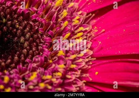 Gerbera macro close up shot Stock Photo