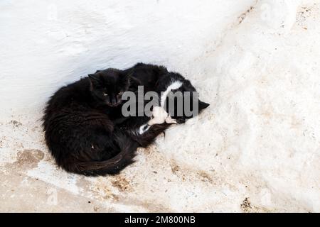 Cute black cats on white streets on Moulay Idriss, Morocco, North Africa Stock Photo