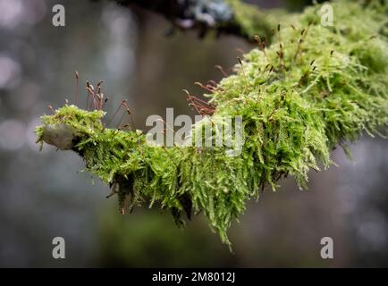 Vibrant green moss hanging to a tree branch with small fine seedlings sprouting from it's surface, England. Stock Photo