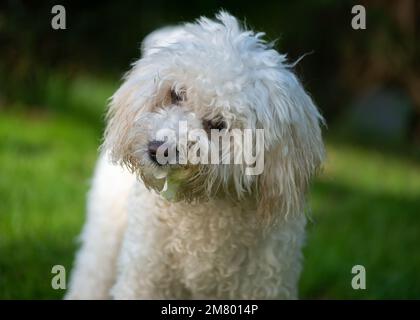 Poochon puppy chewing flower Stock Photo