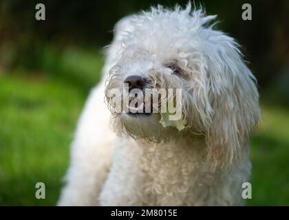 Poochon puppy chewing flower Stock Photo