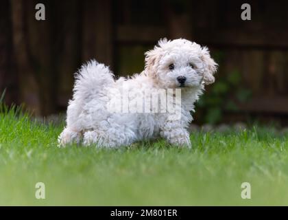 Poochon puppy playing in garden Stock Photo