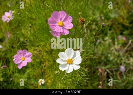 Three colorful Mirasol or cosmos bipinnatus flowers in the field Stock Photo