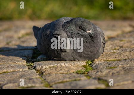 Close up image of a grey domestic pigeon sleeping on a cobble stone paving in a park on a sunny day. Green grass in the background. Stock Photo