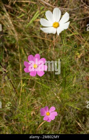 Three colorful Mirasol or cosmos bipinnatus flowers in the field Stock Photo