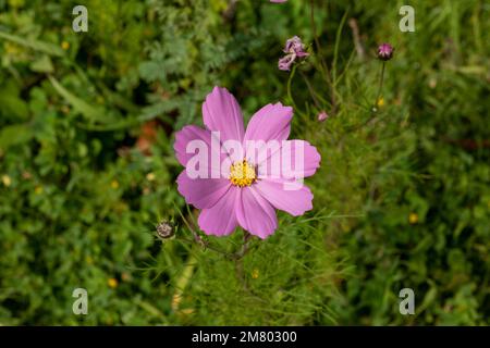 A pink Mirasol flower or cosmos bipinnatus in the field Stock Photo