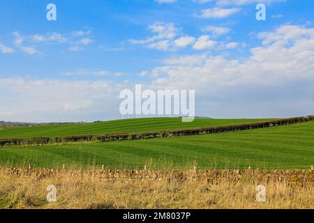 View of Striped Patterns on farm grassland meadows in early spring time Stock Photo