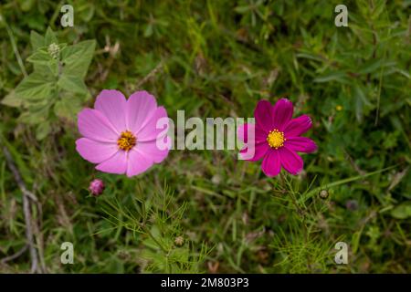 A lilac colored Mirasol or cosmos bipinnatus flower in the field Stock Photo