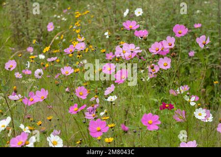 A green field full of multicolored Mirasol cosmos bipinnatus flowers Stock Photo