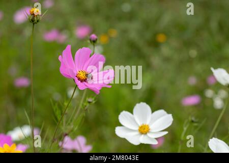 Close up to Mirasol flowers or cosmos bipinnatus , in the field outdoors Stock Photo