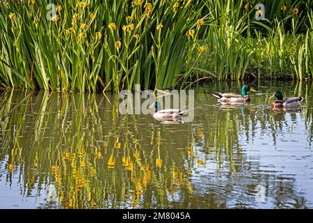 WILD MALLARD DUCKS, LA GUEROULDE LAKE, BRETEUIL-SUR-ITON, ITON RIVER VALLEY, EURE, NORMANDY, FRANCE Stock Photo