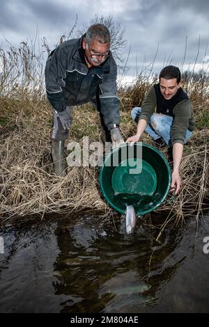 RELEASING OF THE TROUT BY THE FISHING ASSOCIATION OF BRETEUIL-SUR-ITON, CINTRAY, ITON RIVER VALLEY, EURE, NORMANDY, FRANCE Stock Photo