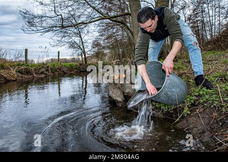 RELEASING OF THE TROUT BY THE FISHING ASSOCIATION OF BRETEUIL-SUR-ITON, CINTRAY, ITON RIVER VALLEY, EURE, NORMANDY, FRANCE Stock Photo