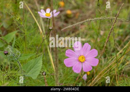 Close up to Mirasol flowers or cosmos bipinnatus , in the field outdoors Stock Photo